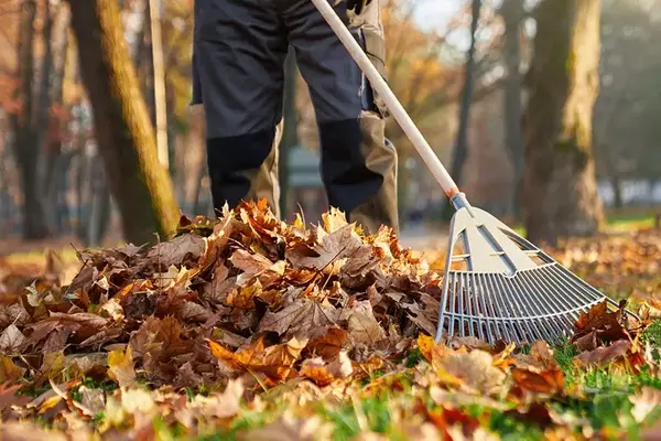 Yard Cleanup
